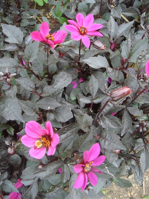 Dahlia x 'Happy Days rose' (2)